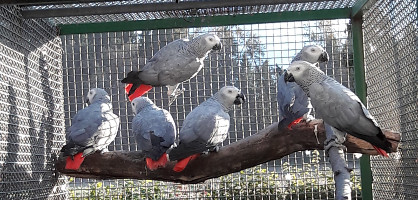 Veterinarska ambulanta za male živali na gorenjski